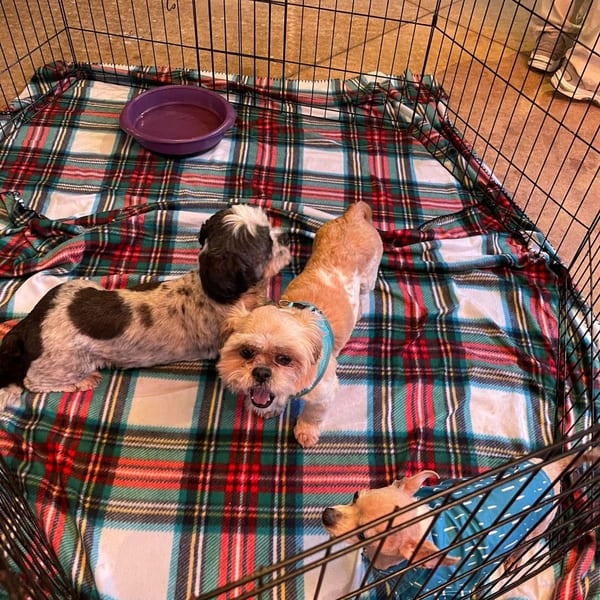 Three small dogs, two Shih Tzus and one Chihuahua, resting on a plaid blanket inside a metal playpen.